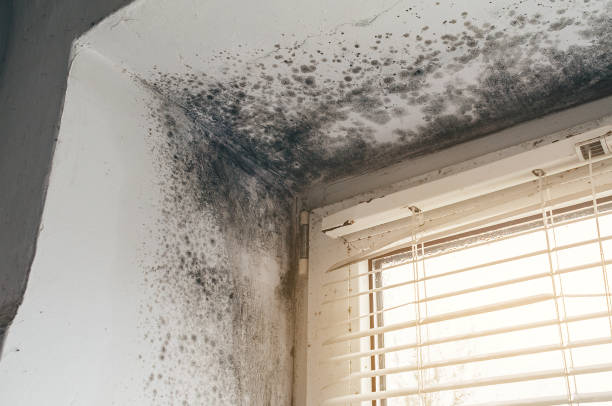 Affordable Mold Cleanup solutions in Mead, CO
